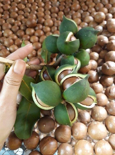 Hạt Mắc Ca 500gr