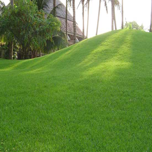 Túi 100 hạt giống cỏ nhung nhật - Cỏ sân vườn, sân golf - Chất lượng cao - dễ trồng.