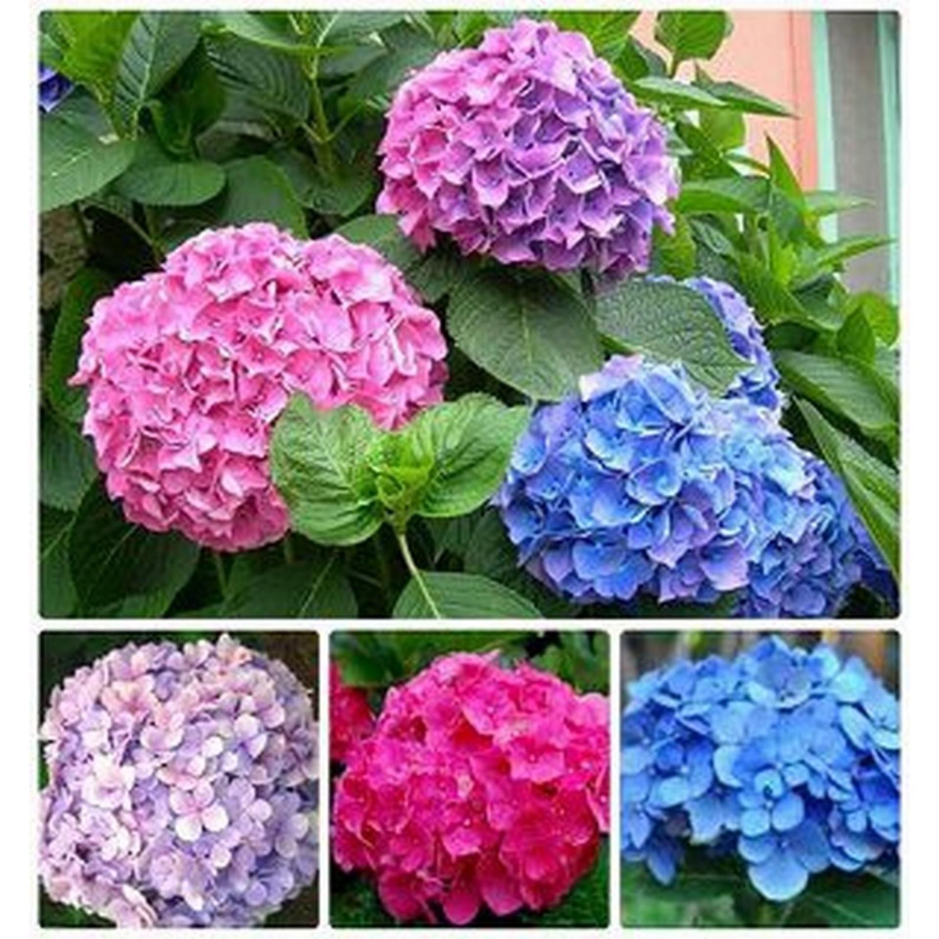 10 Hạt giống Cẩm tú cầu mix (tặng Kích nẩy mầm, Hướng dẫn ươm)