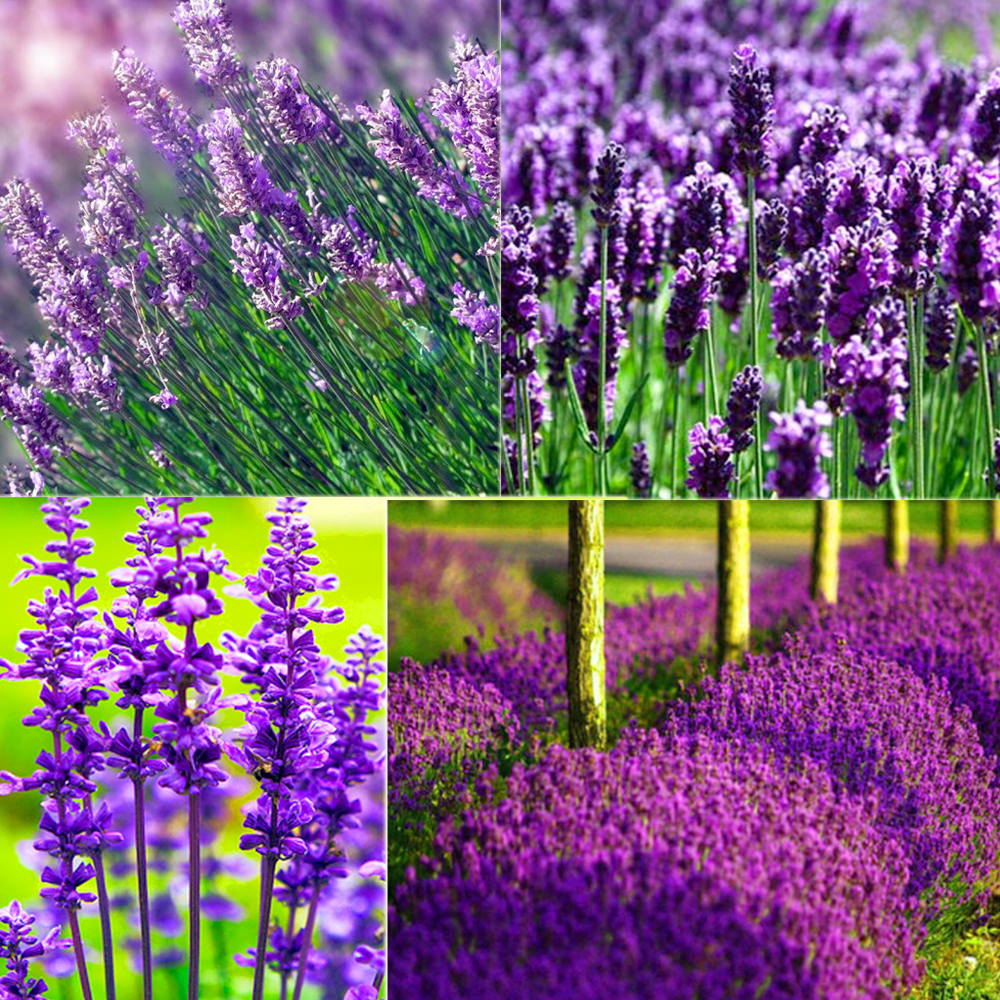 "Gói 100 Hạt " Hạt giống hoa Oải Hương ( Hoa Lavender )