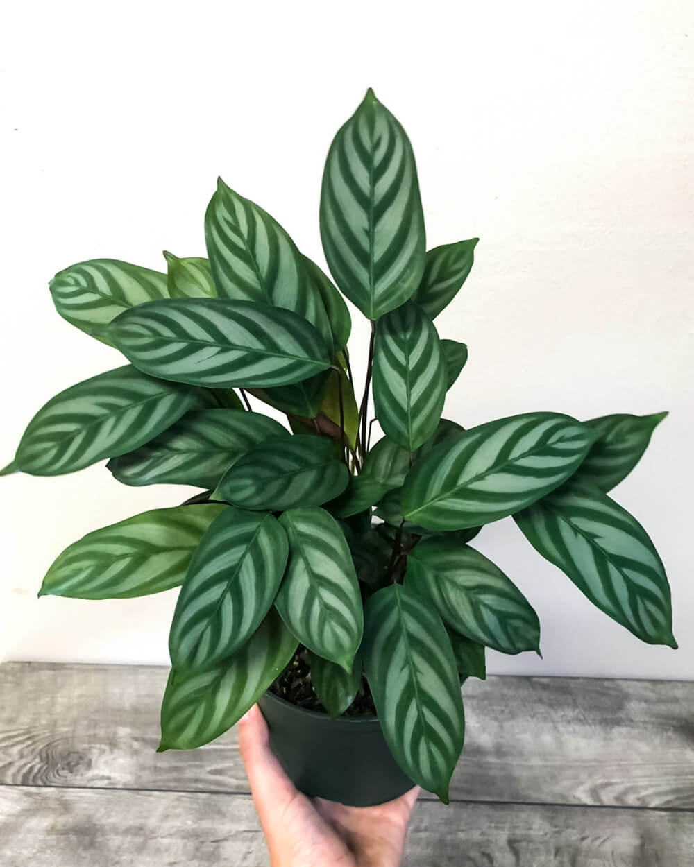 Cây Calathea setosa (Ngân Vũ Trúc Vu, Công Setosa, Đuôi Công Setosa) chậu nhựa