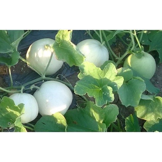 Gói 20 hạt giống dưa lê trắng siêu ngọt