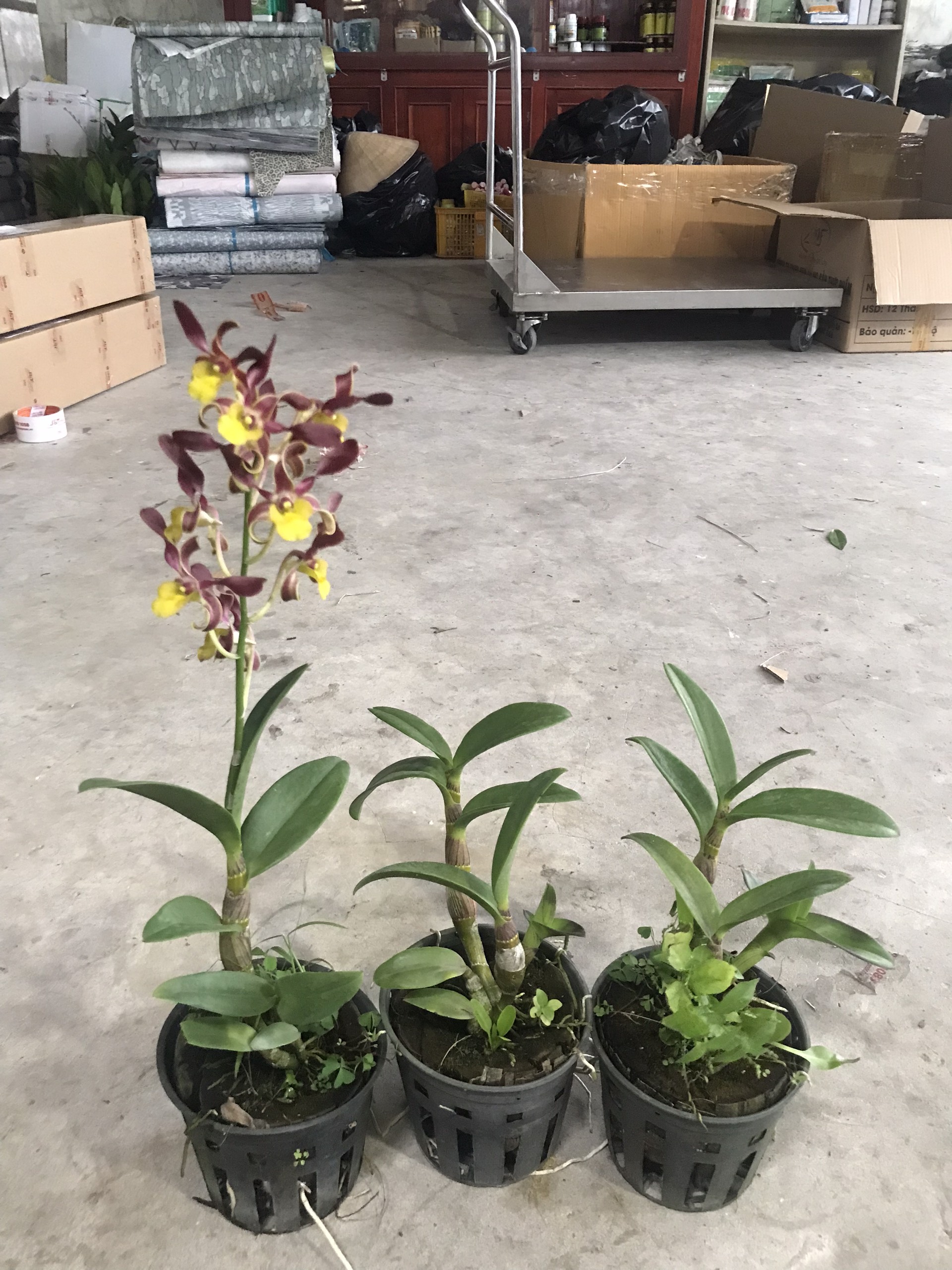 Hoa  lan  DENRO xích long CHẬU TRƯỞNG THÀNH