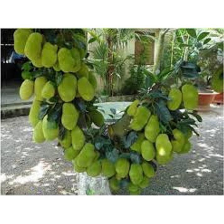 Com bo 2 Cây Giống Mít Thái Siêu Sớm