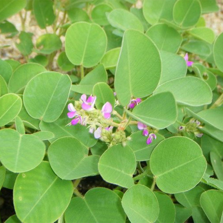 Kim tiền thảo khô 1kg