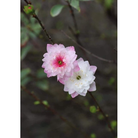 Nhất chi mai cây giống