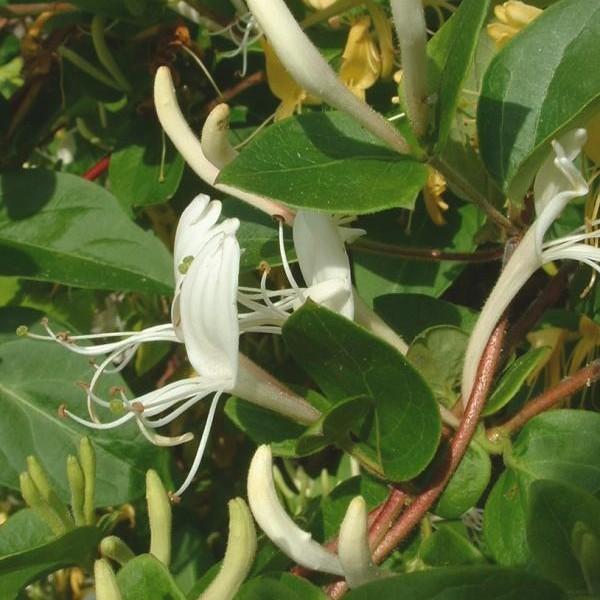 Honeysuckle seeds - Sale Off