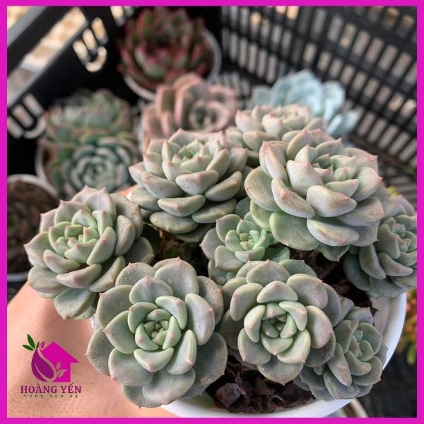 Sen đá Trung thu size trung 8cm , cây già khỏe