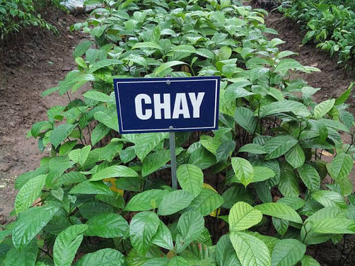 CÂY CHAY đỏ GIỐNG