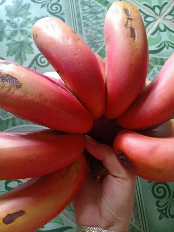 cây giống chuối trái đỏ