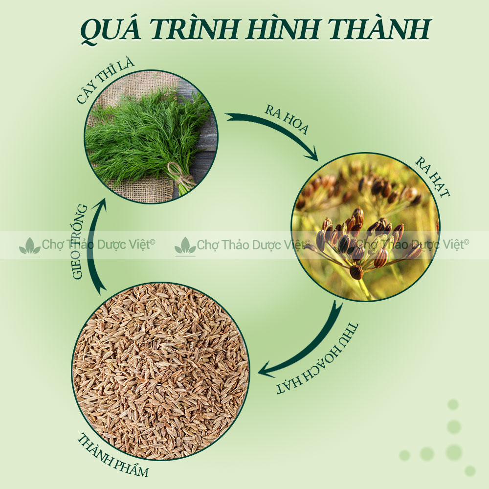 Cumin - Hạt thì là Ai Cập 100g ( Hạt thì là đen, khô, thơm làm gia vị tẩm ướp ) Chợ Thảo Dược Việt