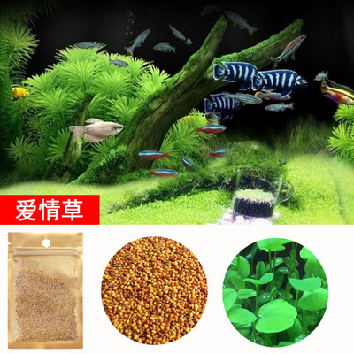 2 gói hạt giống cây thủy sinh dùng trang trí hồ cá