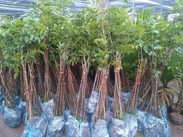 cây giống trám đen