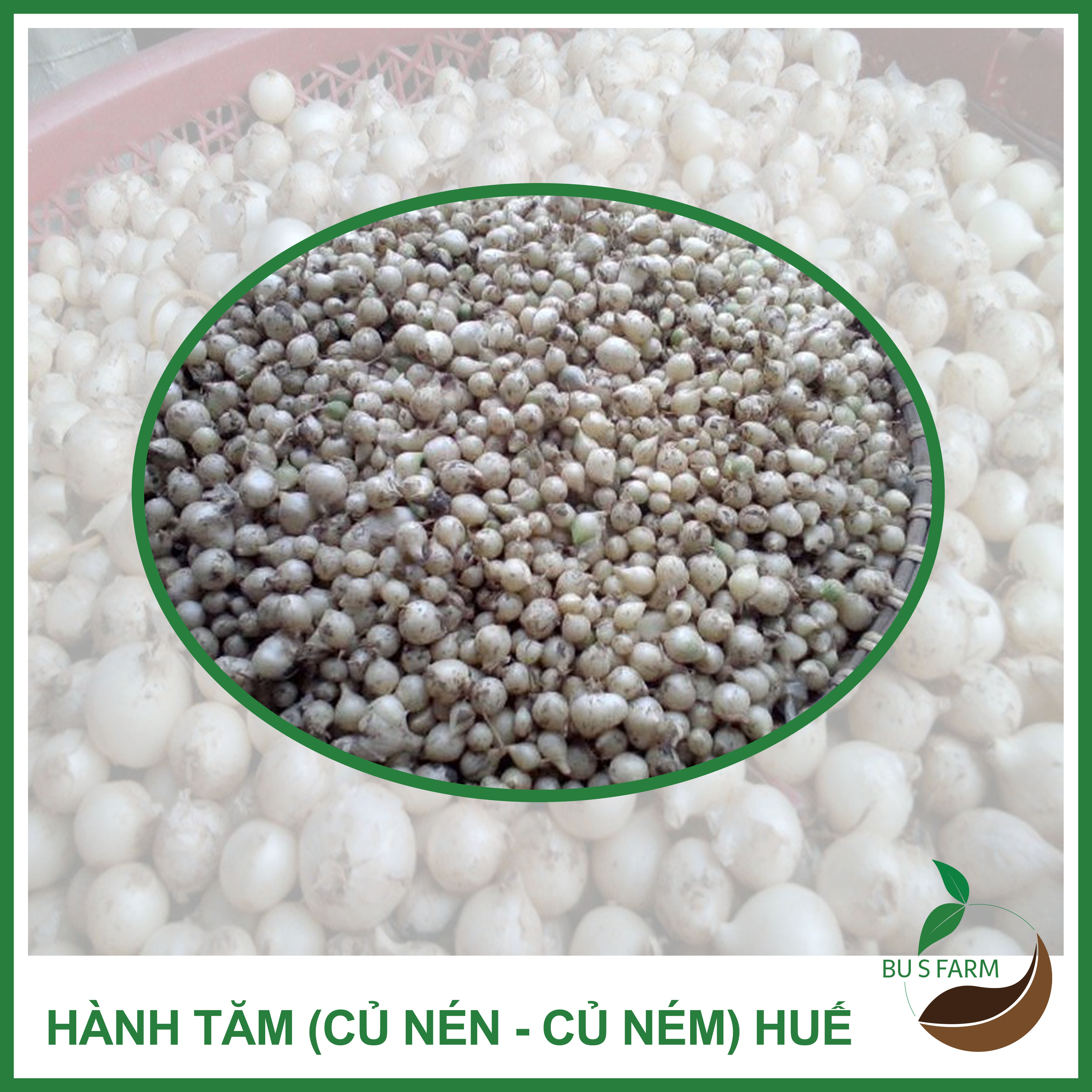 500gr Củ Ném ( củ Nén - Hành tăm - Hành trắng) Huế nhà trồng