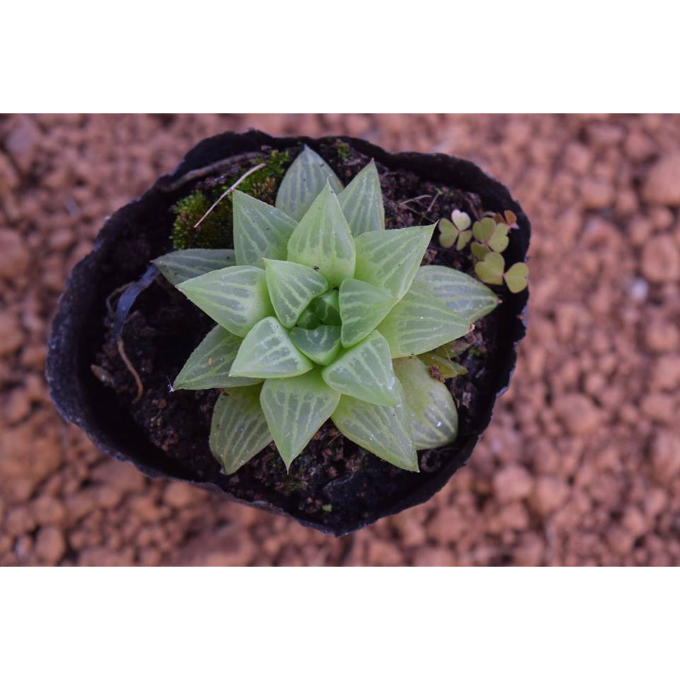 Sen Đá Haworthia Guốc Sao