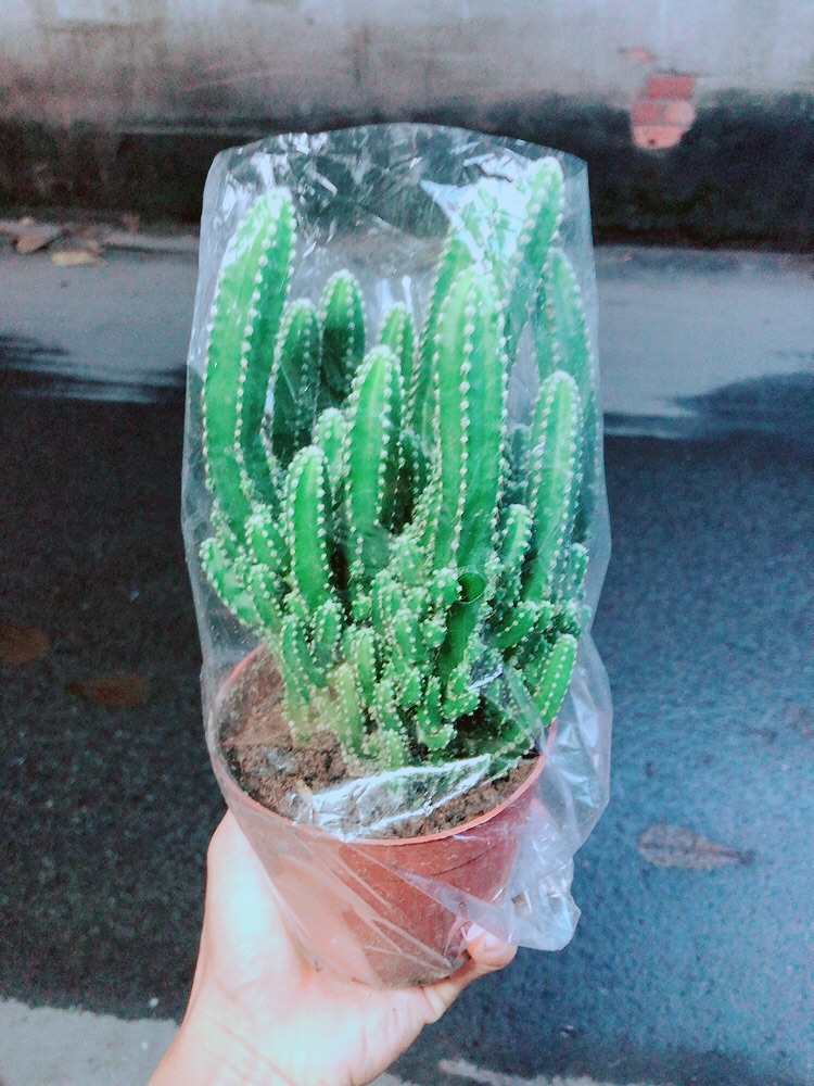 Xương Rồng Thanh Sơn Size Lớn