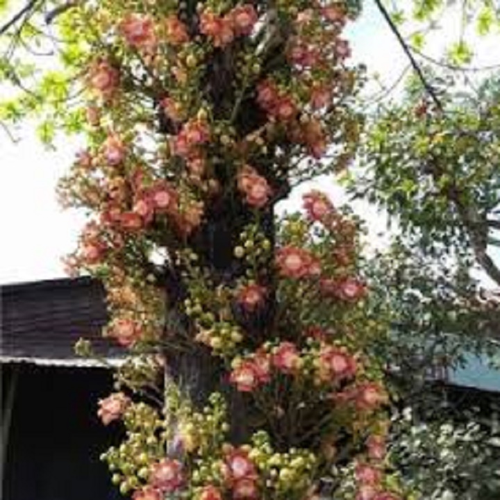 CÂY SALA ( CÂY NGỌC KỲ LÂN , CÂY ĐẦU LÂN ) GIỐNG