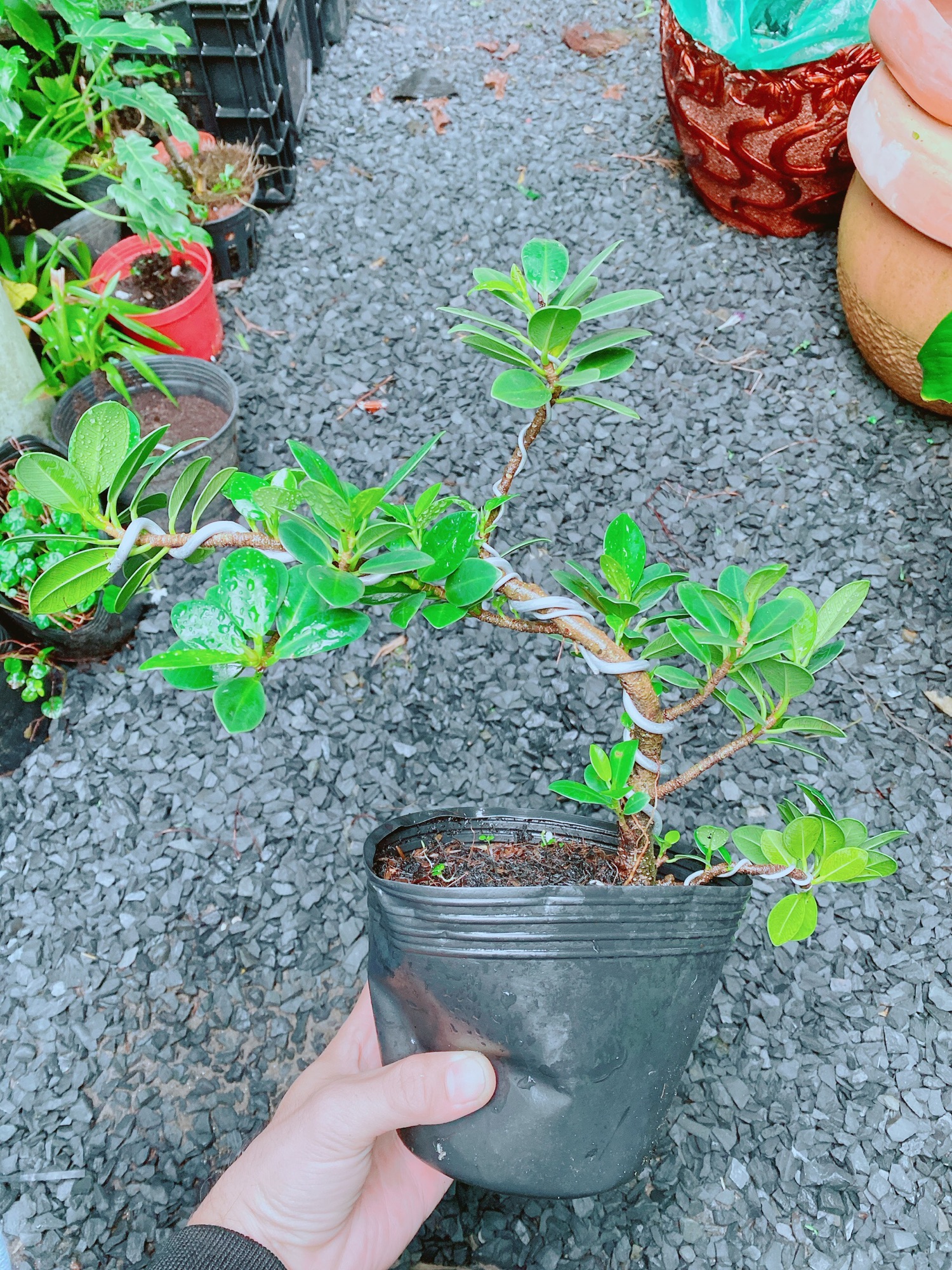 Cây Da Nhật Bonsai