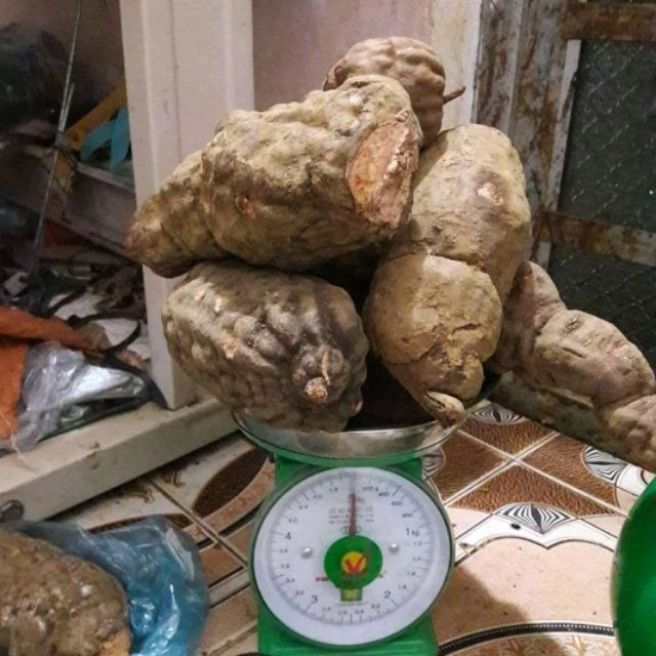 Sỉ toàn quốc 1kg củ hà thủ ô tươi