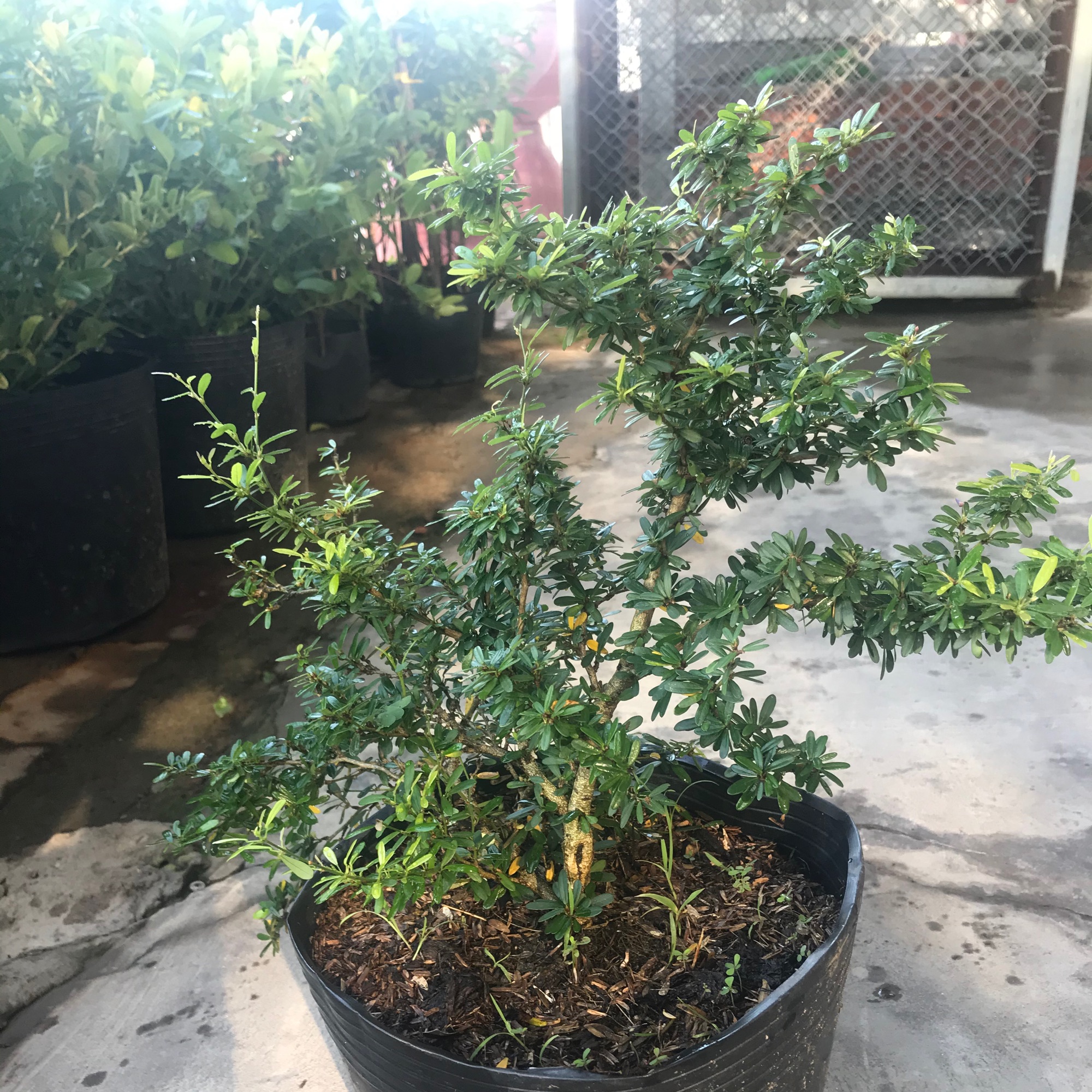 caykiengsadec - Linh sam 86 + tang phân bón cho cây mau lớn - hoa kiểng lá - cây phong thủy - trang trí nội thất cảnh quan ngoài trời