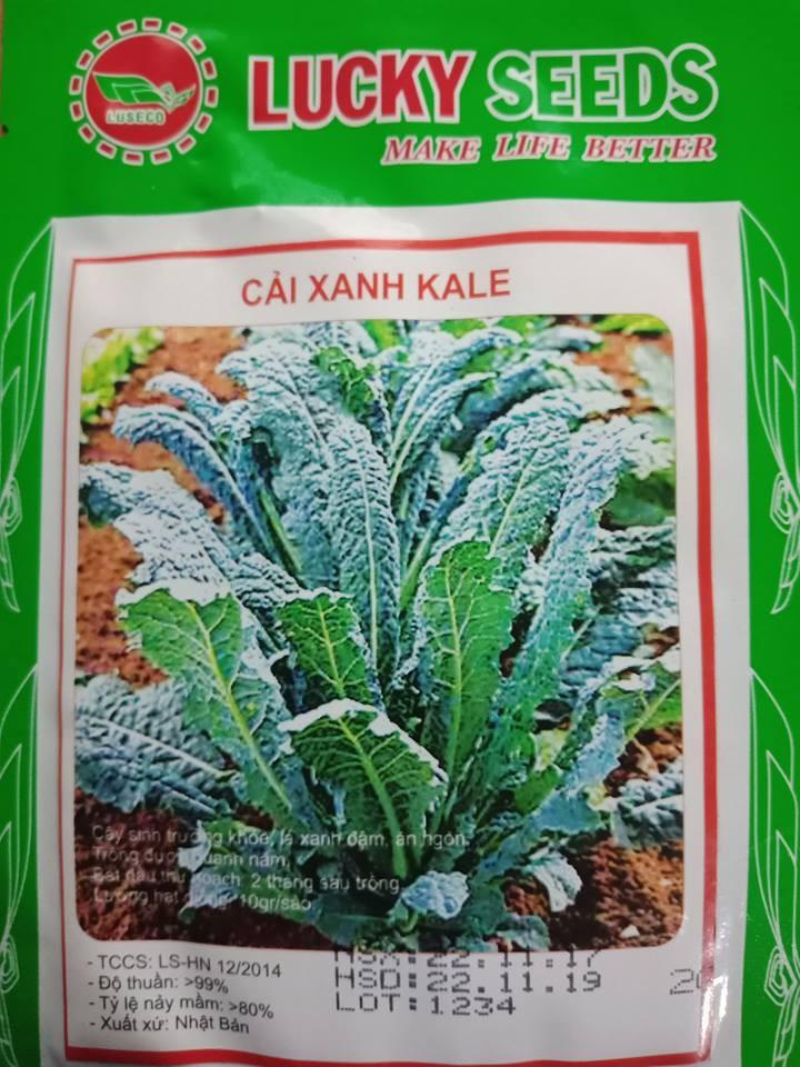Hạt giống cải xanh Kale