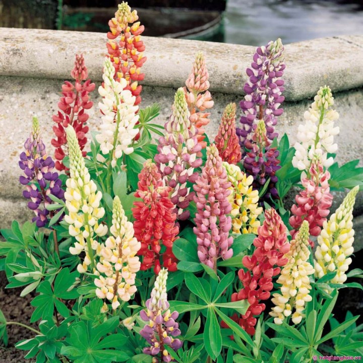 Gói 500 hạt giống hoa đậu lupin