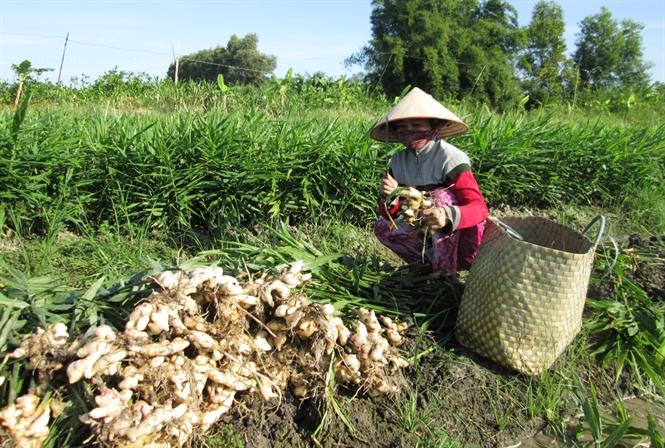 Trà gừng hòa tan Xứ Quảng 500g