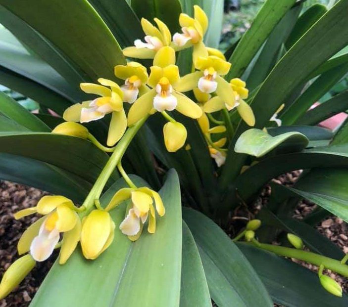 Lan kiếm Hoàng Long ( Phan Trí) giống