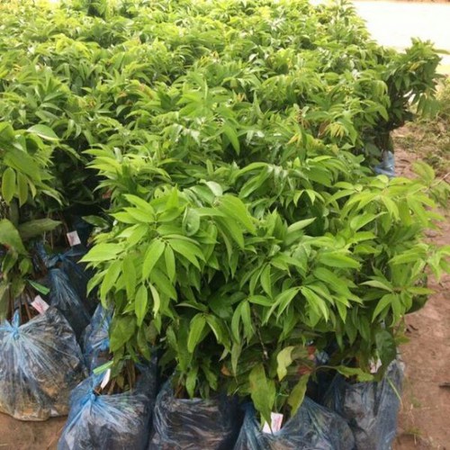 Cây giống vải thiều chiết