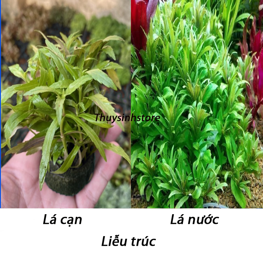 Cây thủy sinh Liễu trúc 15 ngọn