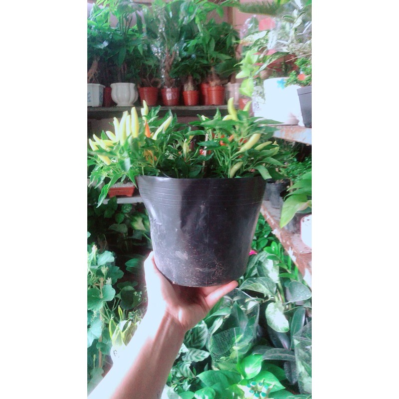 [HCM]Ớt Ngũ Sắc