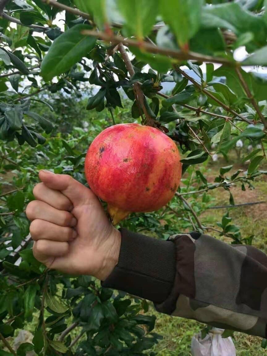 Cây Lựu đỏ lùn Ấn Độ siêu trái (giao cây tương đương hình số 5)
