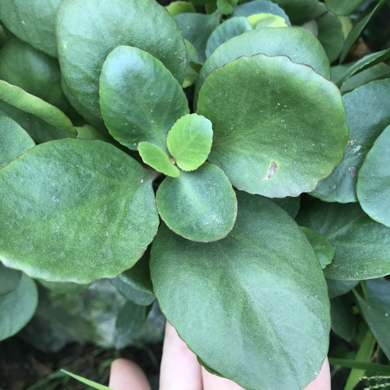 CHẬU CÂY ĐỂ BÀN SỐNG ĐỜI HOA ĐỎ