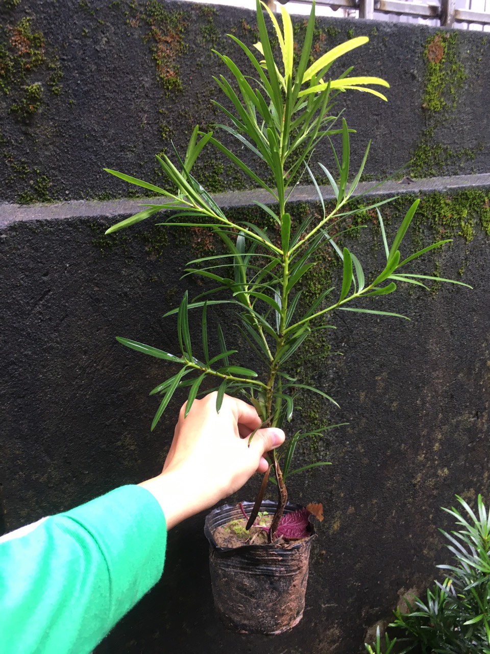 Cây tùng la hán giống cao 30cm