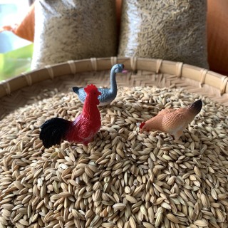 [Freeship Quận 7] Lúa (Thóc) cho chim, gà, gia cầm ăn Túi 1Kg - Hạt chắc cung cấp tốt dinh dưỡng và sức khỏe gia cầm thumbnail