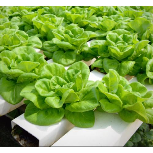 Gói 2g hạt giống xà lách búp