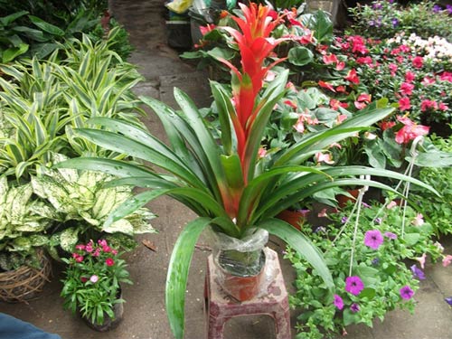 chậu CÂY ĐUỐC--CÂY LỚN--ĐỎ-VÀNG
