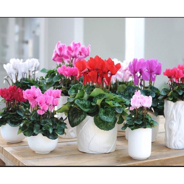 Hạt giống hoa Anh Thảo gói 10 hạt