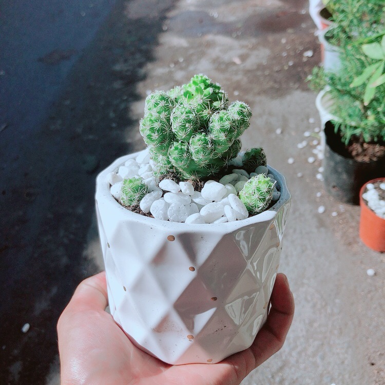 Chậu Xương Rồng Trứng Chim