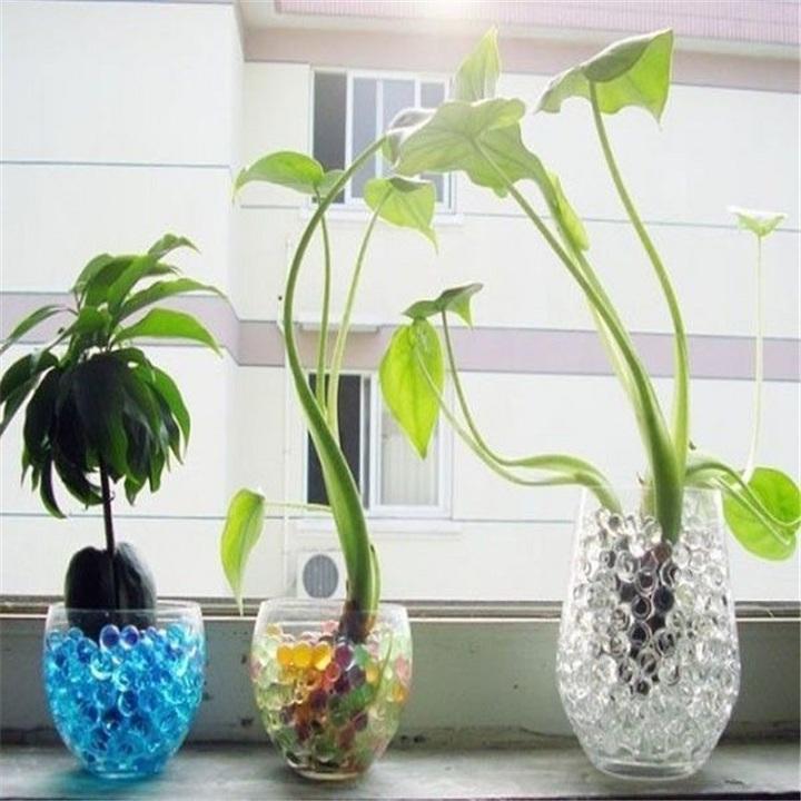 Hạt nở trân châu, hạt tinh thể trồng cây