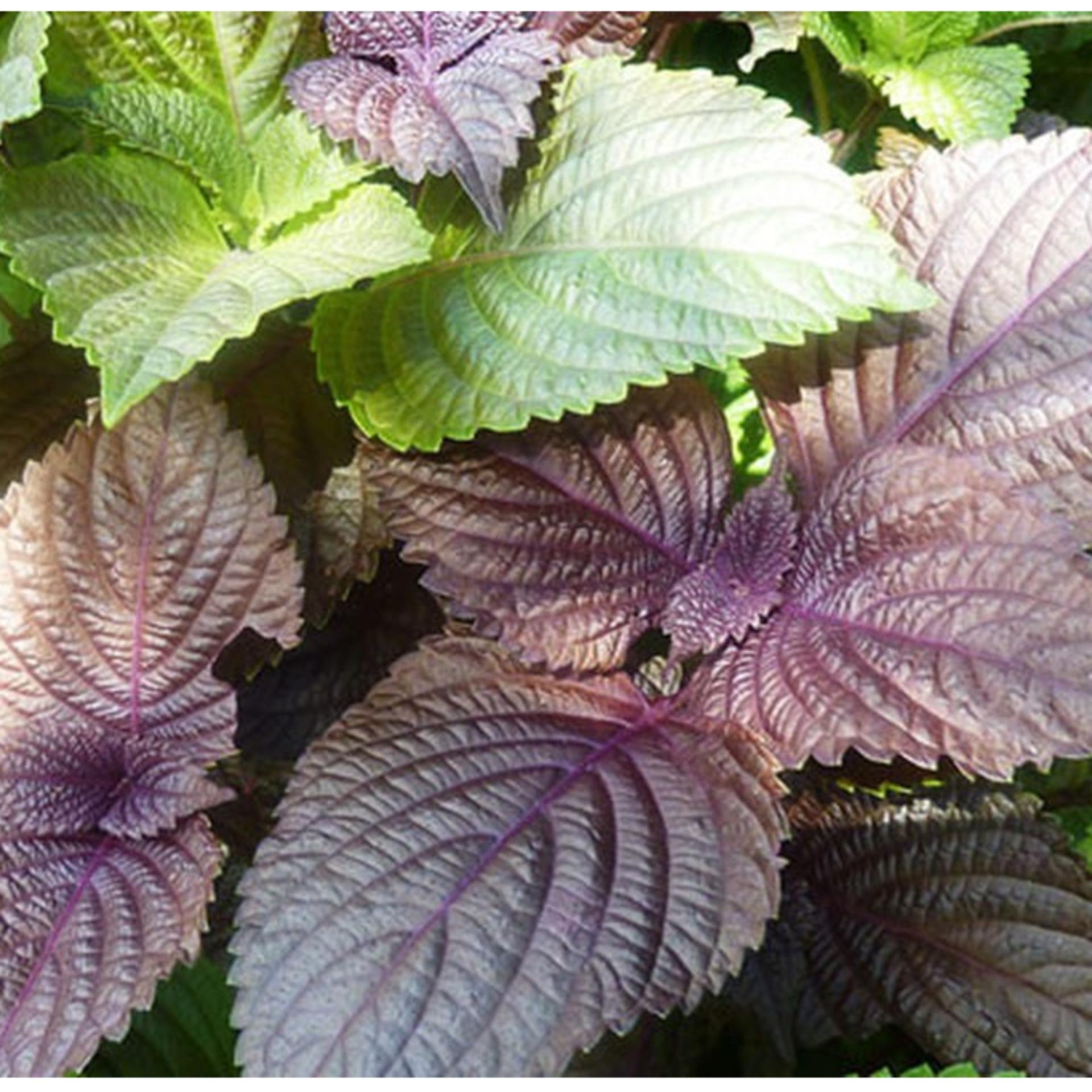 1g Hạt giống Tía tô (tặng Kích nẩy mầm, Hướng dẫn ươm)