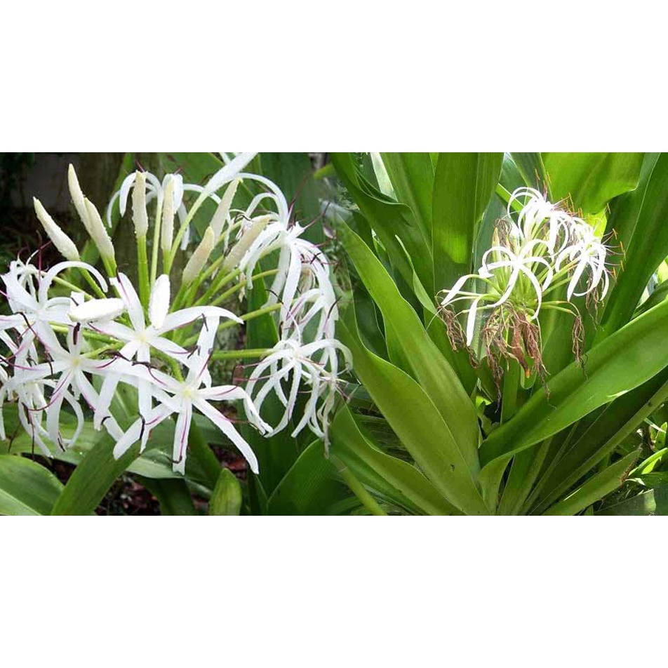 Củ giống cây đại tướng quân (cây NÁNG TRẮNG)