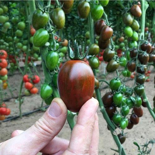Hạt giống cà chua socola chùm siêu trái/gói 20 hạt