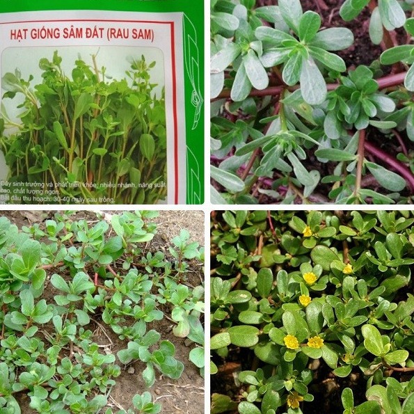 "Gói 0.2Gr Hạt " Hạt giống rau sam