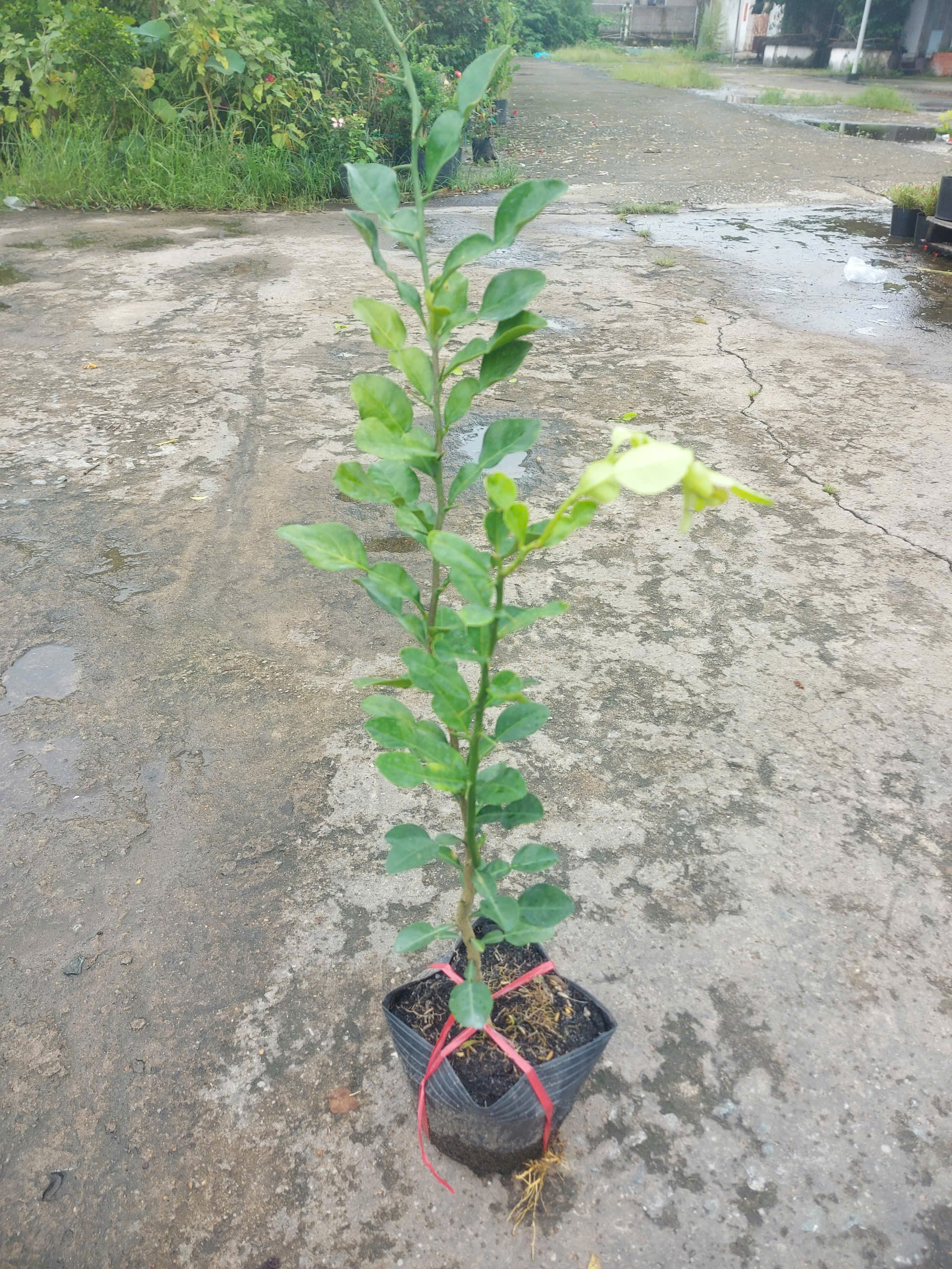 Cây giống Cây Chúc (chanh thái) - CayGiongTot
