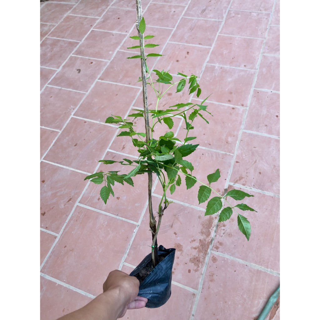 Cây hoa đăng tiêu-Lan tiêu (ảnh thật)