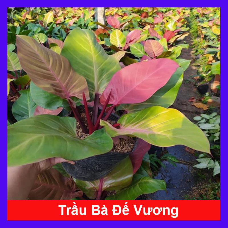 Trầu bà đế vương (đỏ) - Cây cảnh trong nhà