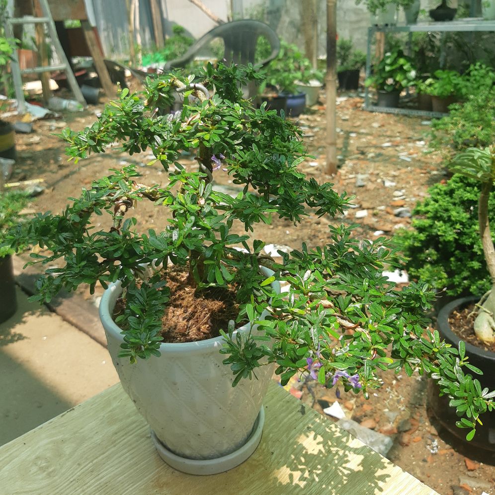 linh sam bonsai dáng đẹp TẶNG CHẬU