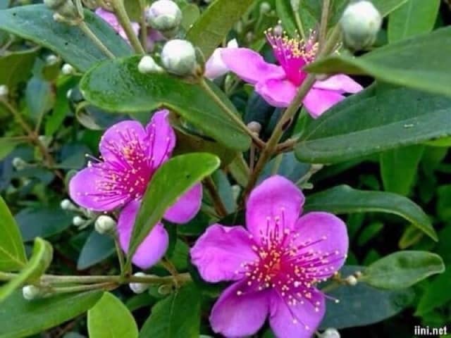 Cây giống Đào Kim Nương