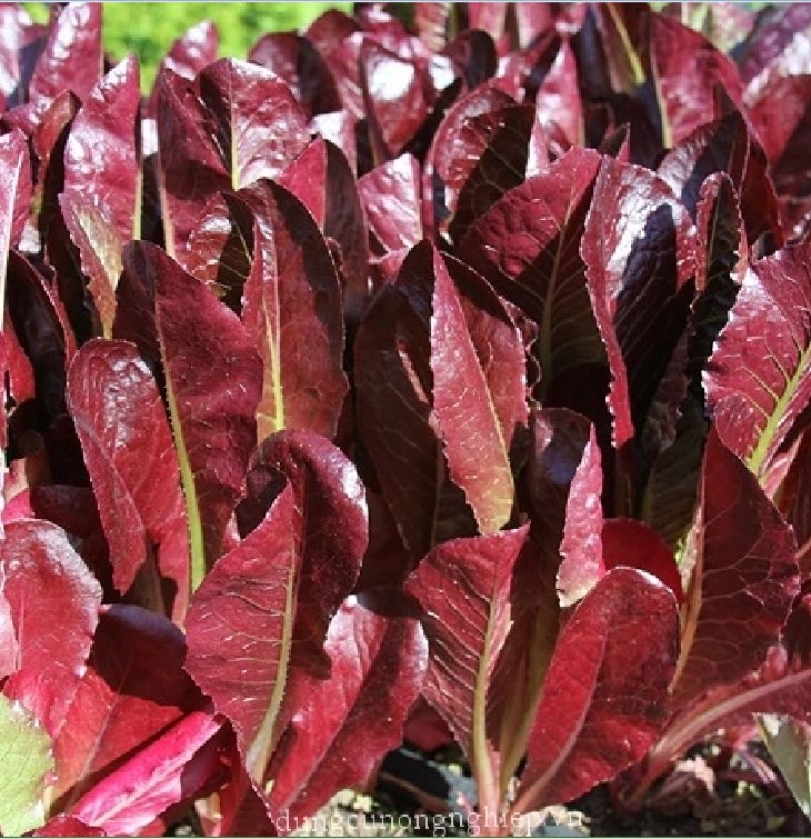 Hạt giống xà lách ROMAINE đỏ - Gói 0.2gram